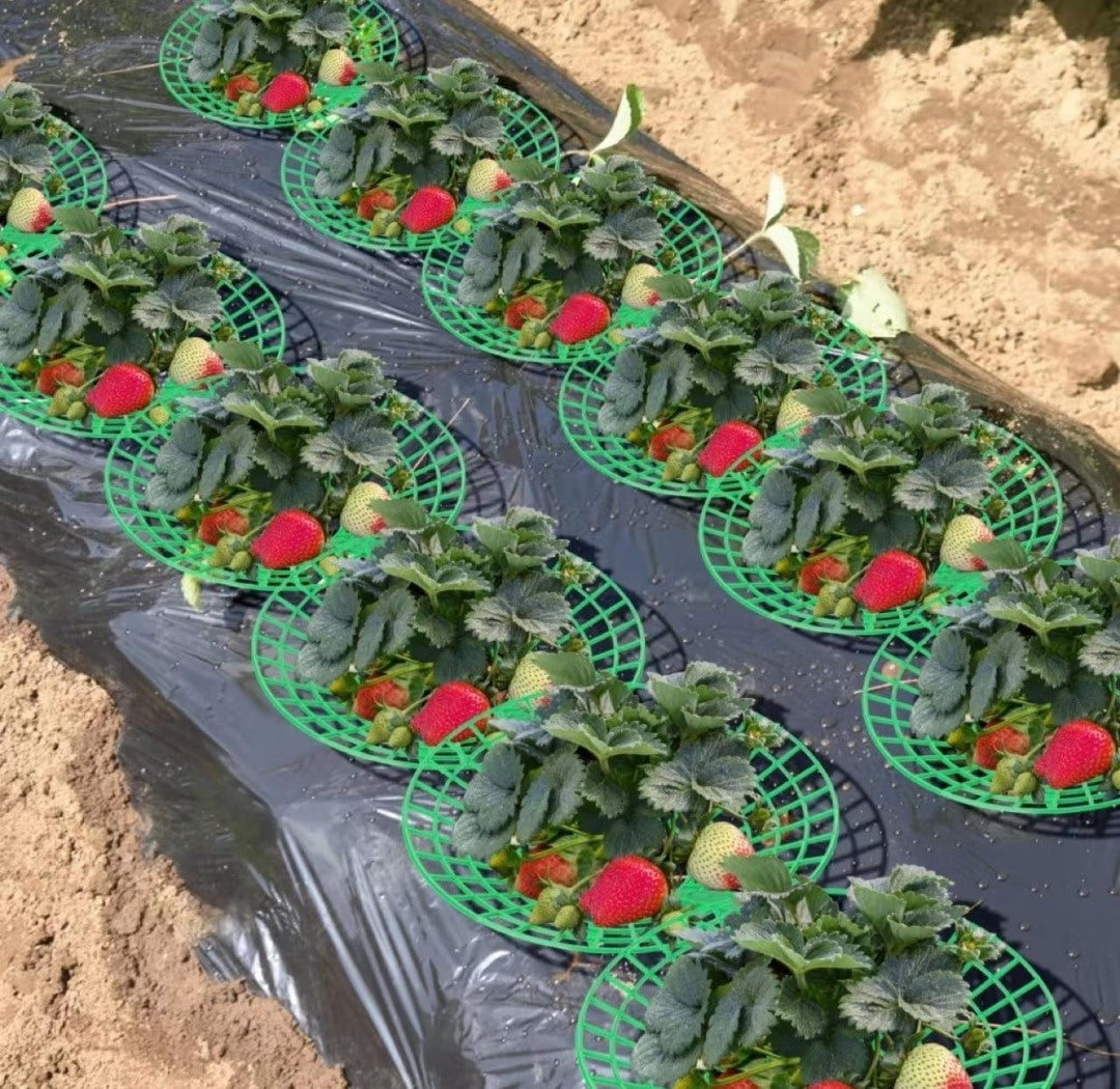 10 Pack Strawbery Growing Stand. Ensure a bountiful strawberry harvest with these essential growing stands today!