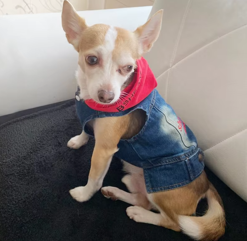 Designer Dog Clothes Small Dog Denim Jacket Coat Cat Costume Puppy Jeans Vest Spring Clothing