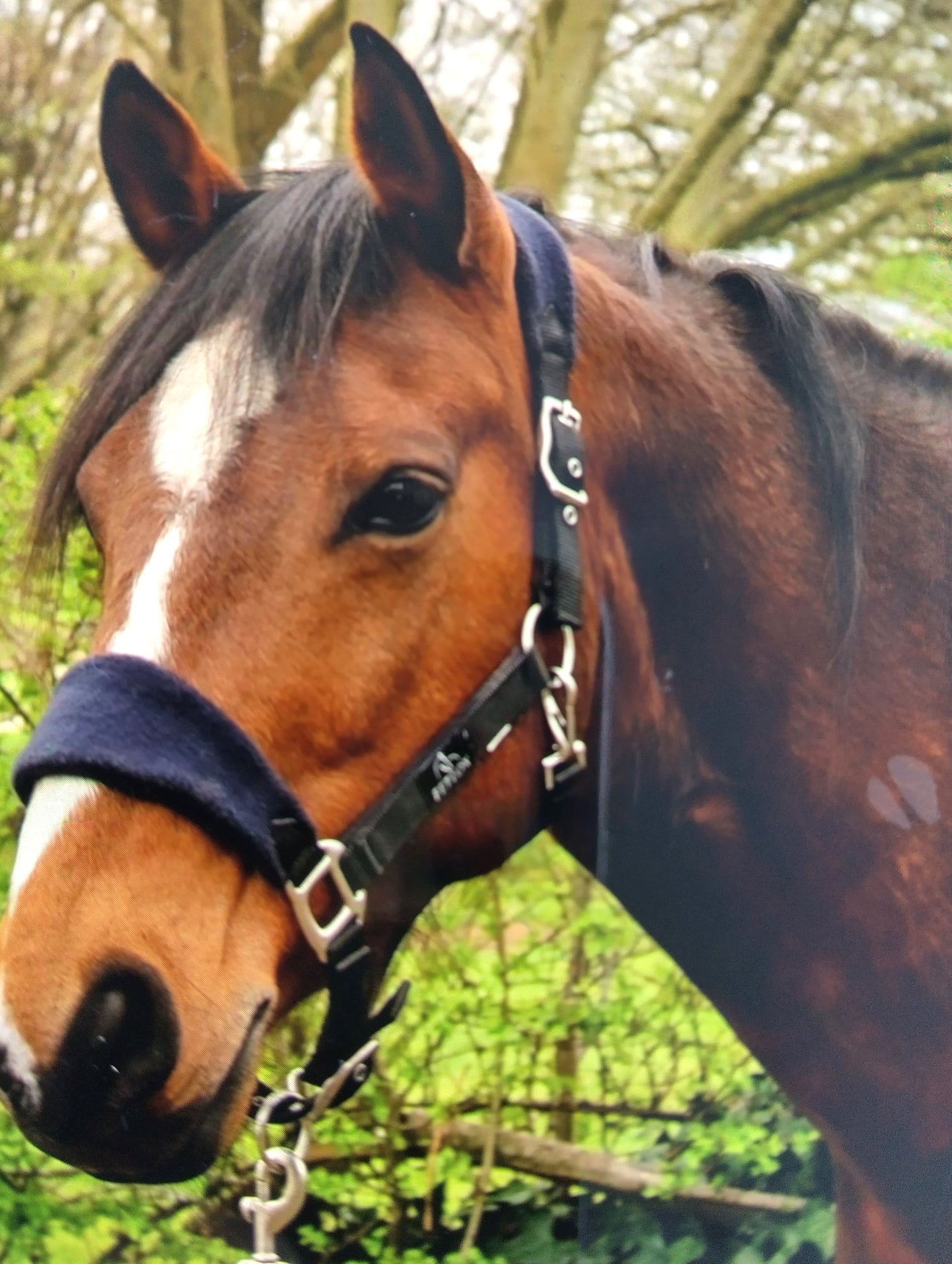 Fleece Headcollar with Lead Rope Set. Ensure your horse's comfort and style with our Fleece Headcollar with Lead Rope Set.