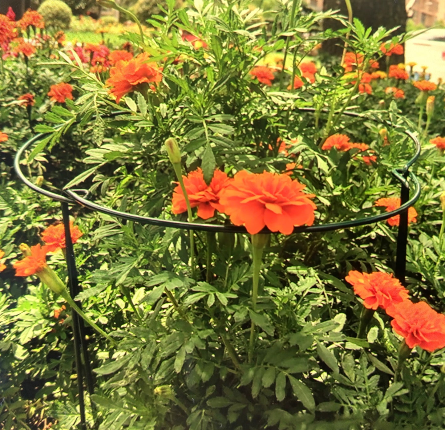 6 pcs Plant Support Stake Cage. Give your plants the support they need to thrive—grab your set of 6 Plant Support Stakes now!